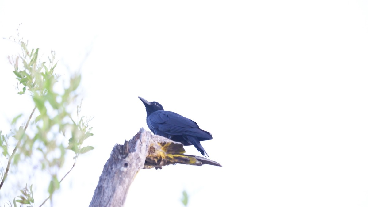 Corbeau à gros bec - ML620031715