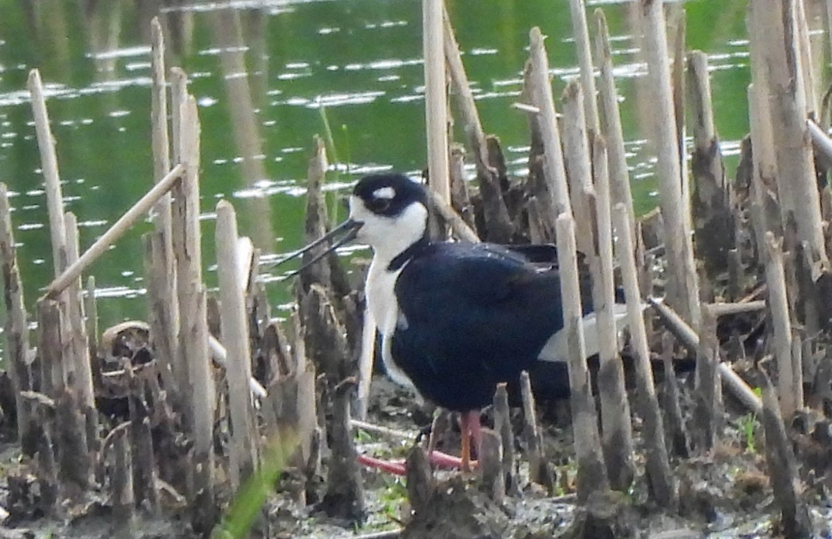 Black-necked Stilt - ML620031721