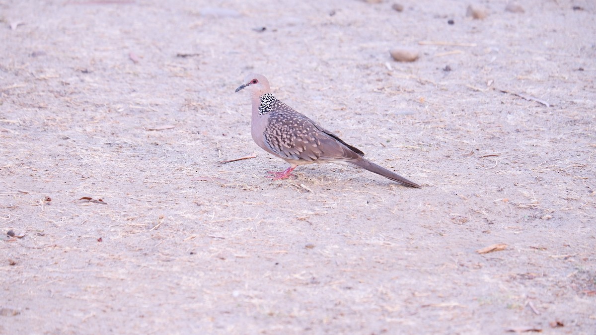 Spotted Dove - ML620031726