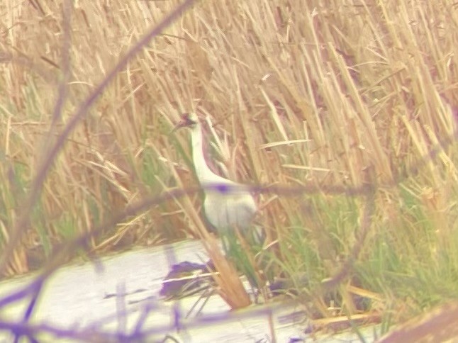 Whooping Crane - ML620031730