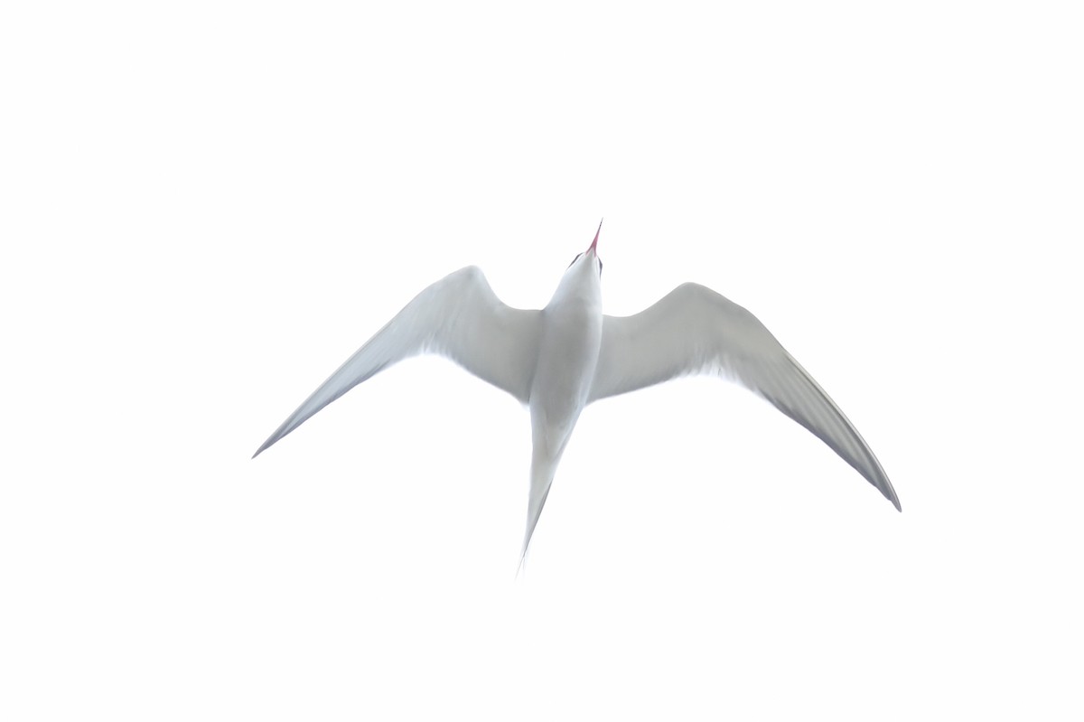 Common Tern - ML620031746