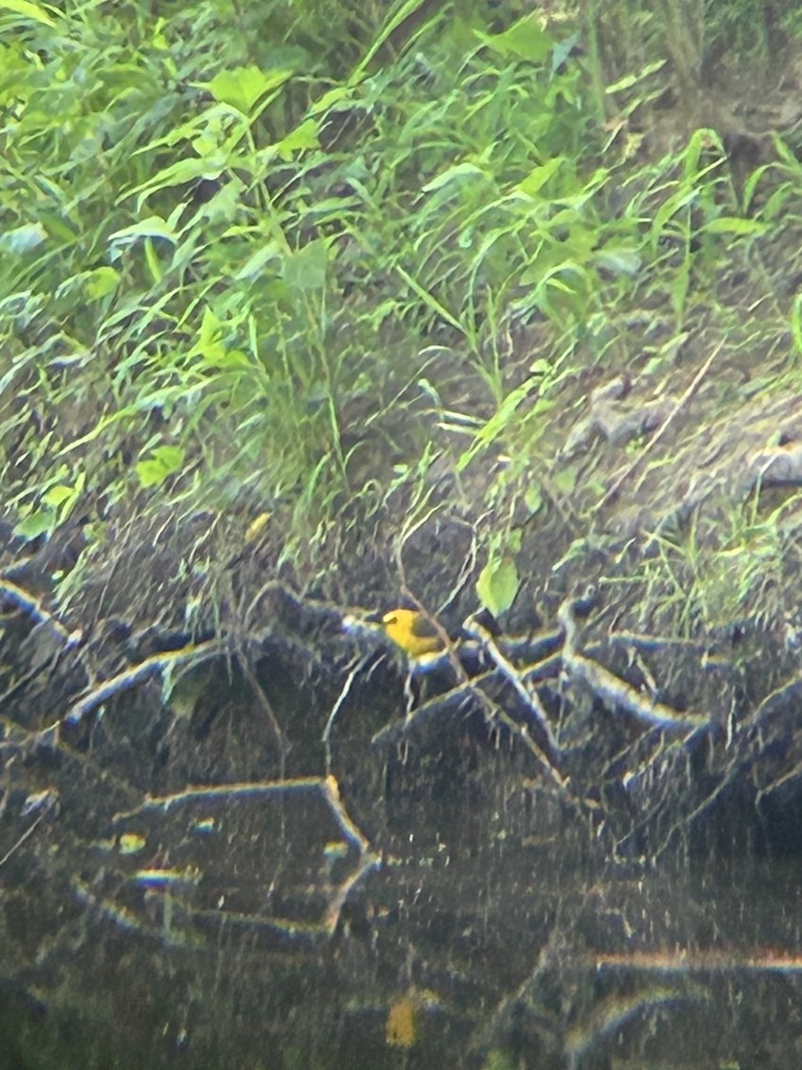 Prothonotary Warbler - ML620031769