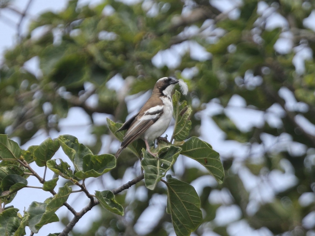 White-browed Sparrow-Weaver - ML620031782