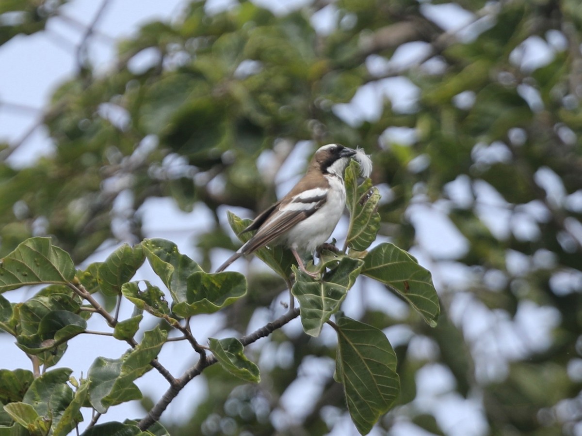 White-browed Sparrow-Weaver - ML620031783