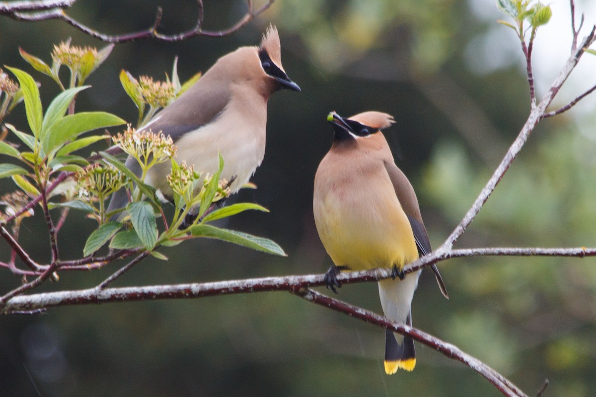 Cedar Waxwing - ML620031787