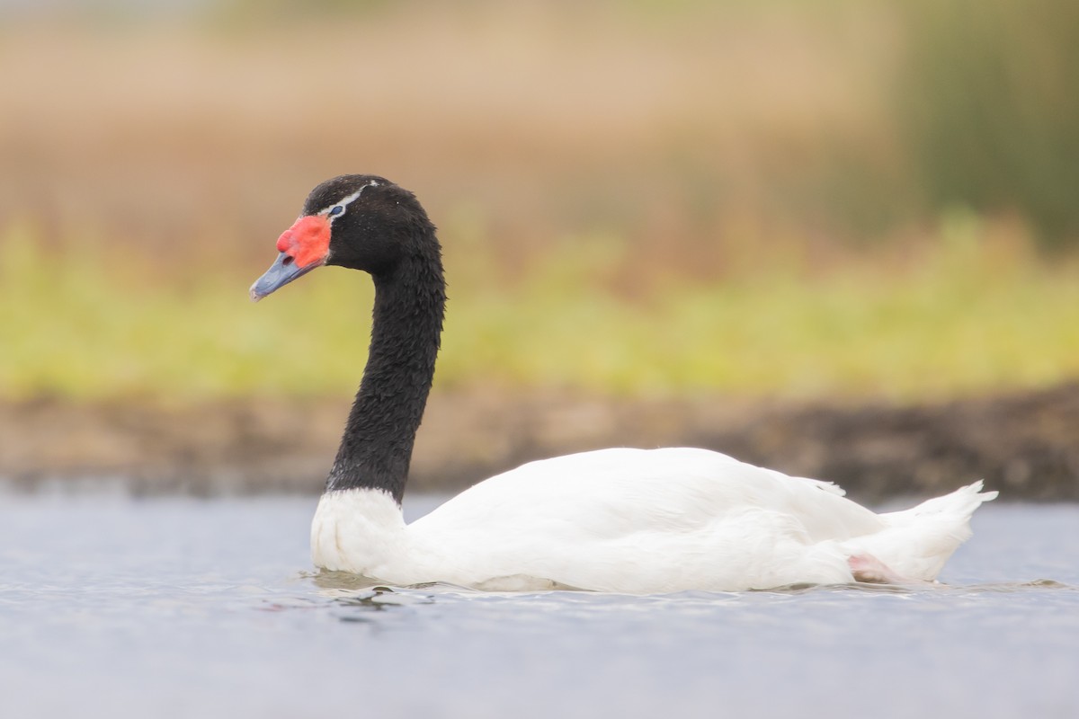 Black-necked Swan - ML620031797