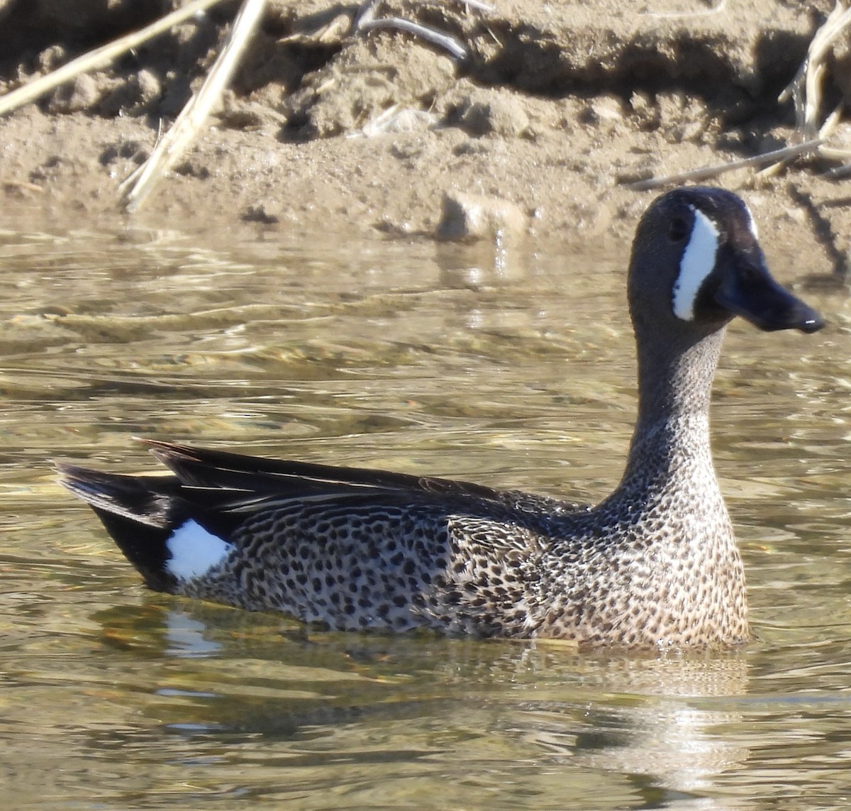 Blue-winged Teal - ML620031813