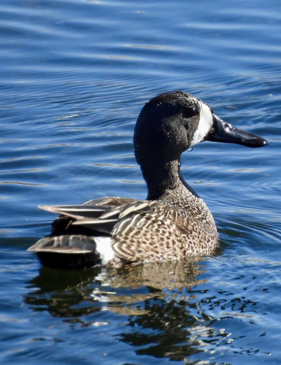 Blue-winged Teal - ML620031815