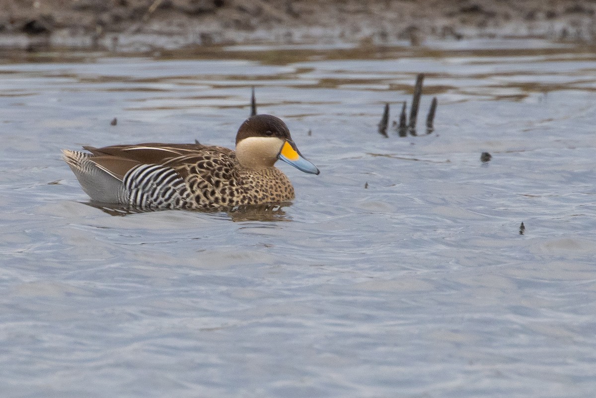 Silver Teal - Pablo Andrés Cáceres Contreras