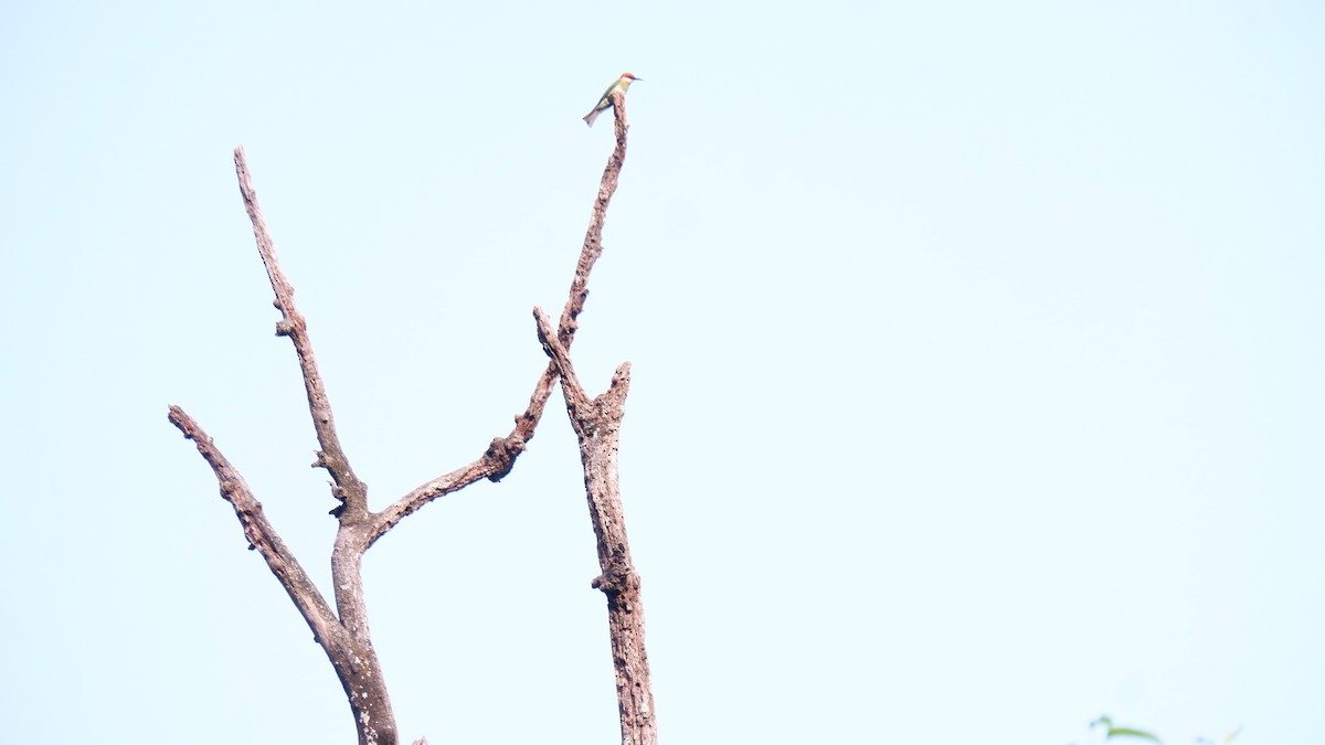 Chestnut-headed Bee-eater - ML620031840