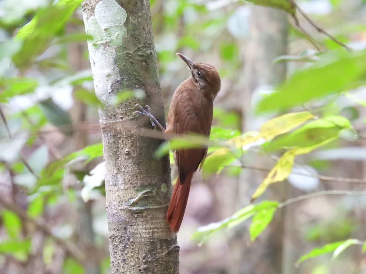 Plain-brown Woodcreeper - Darren Singer