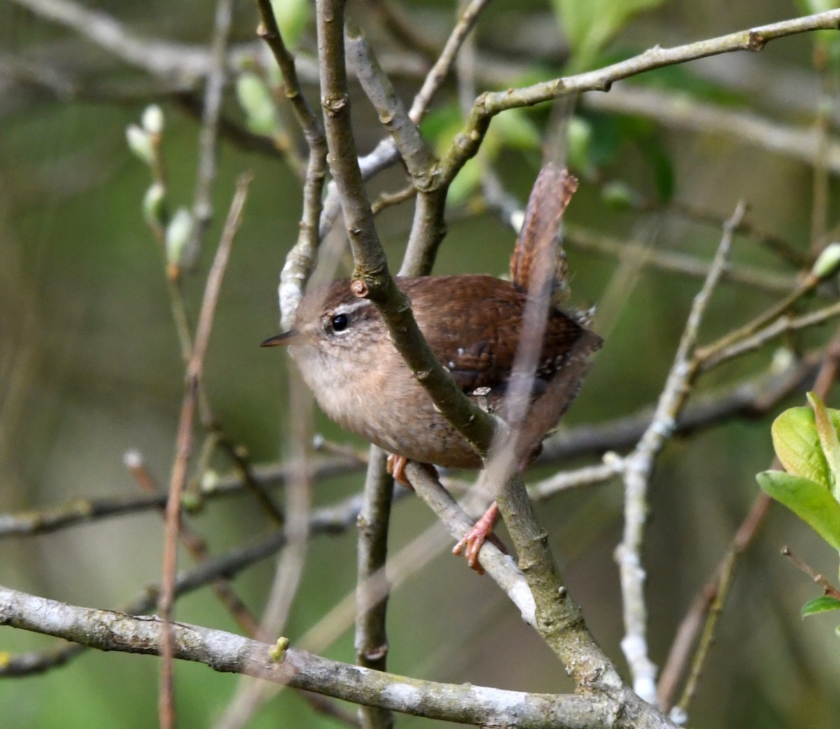 Eurasian Wren (British) - ML620031875