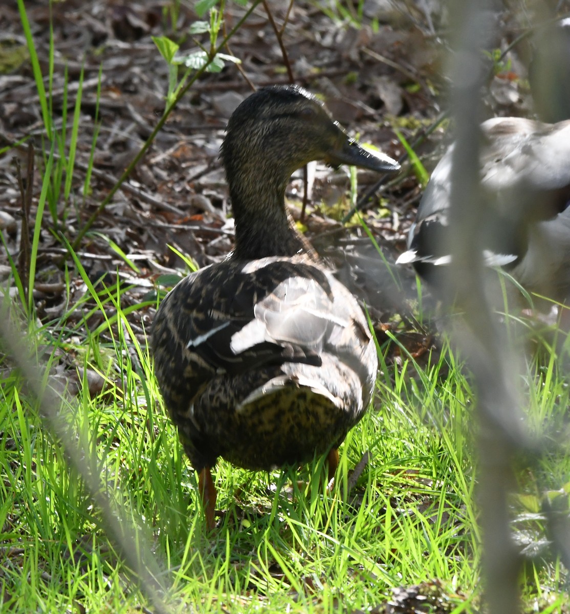 Canard colvert - ML620031879