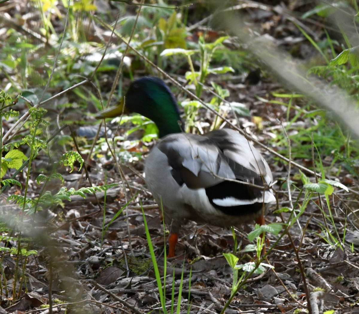 Canard colvert - ML620031880