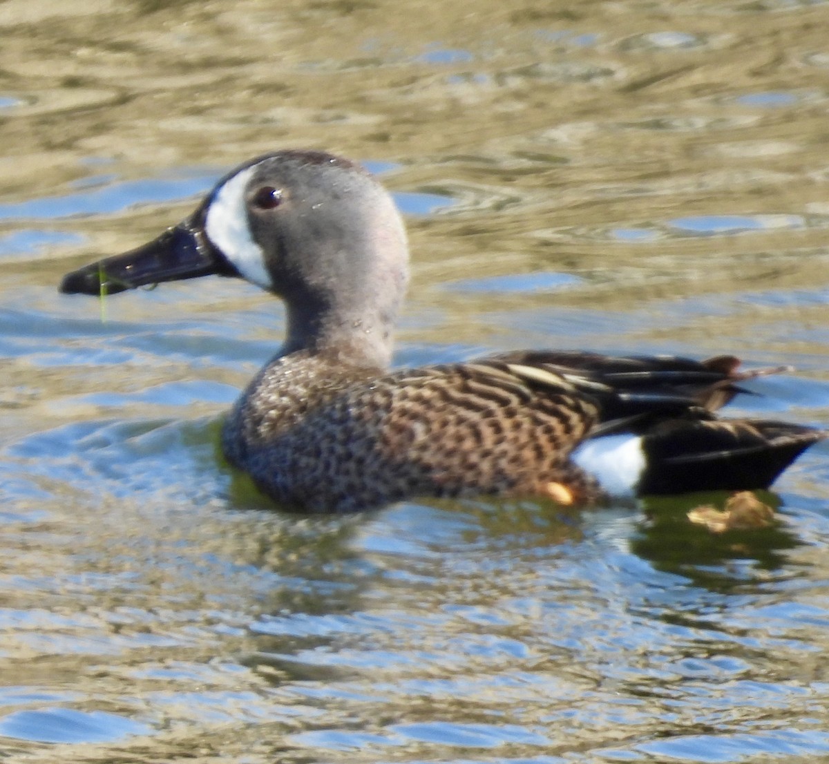 Blue-winged Teal - ML620031885
