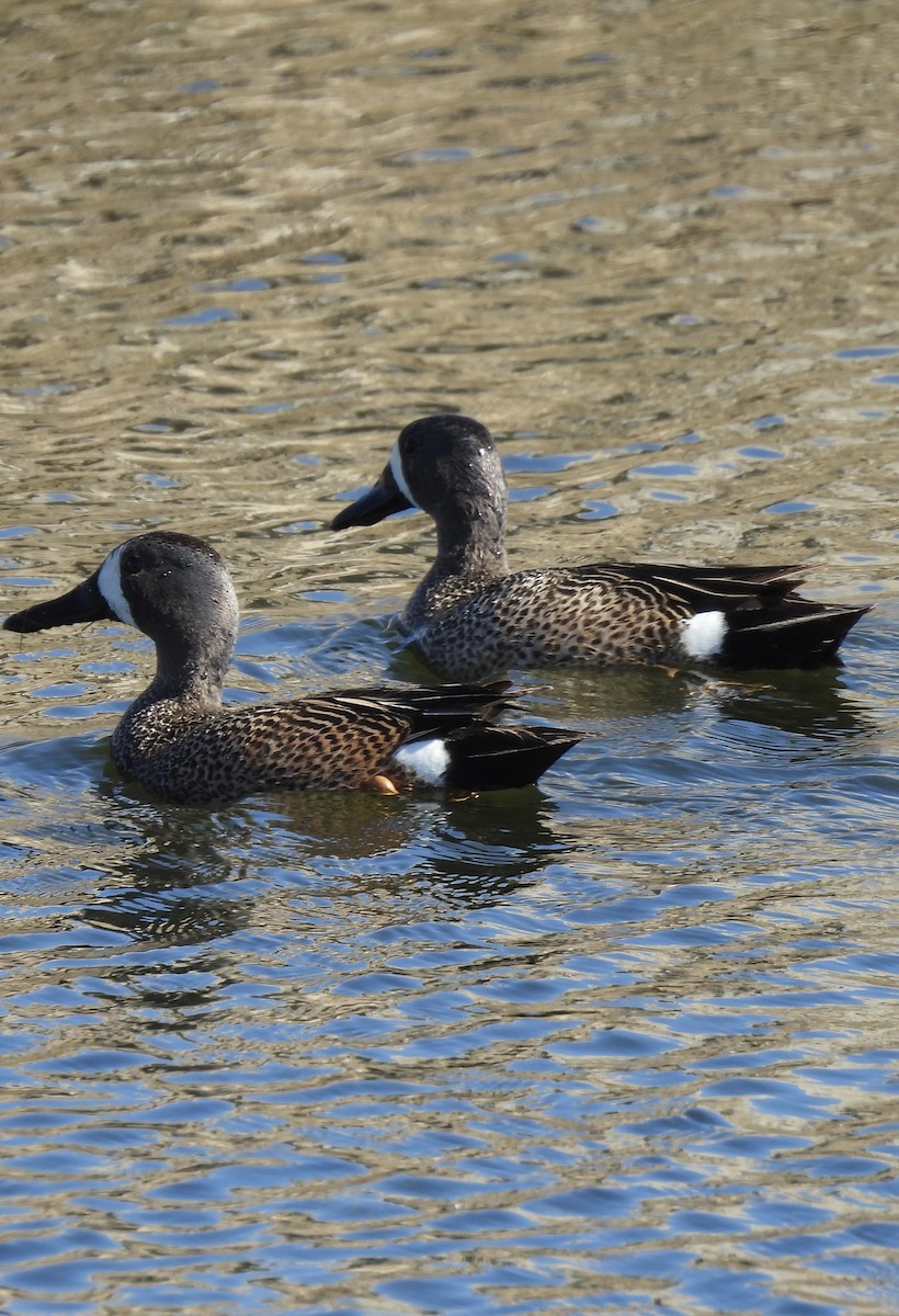 Blue-winged Teal - ML620031886