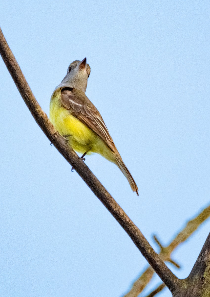 Great Crested Flycatcher - ML620031888