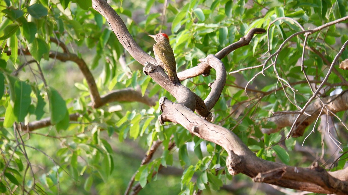 Streak-throated Woodpecker - ML620031889