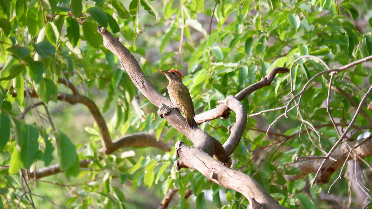 Streak-throated Woodpecker - ML620031890