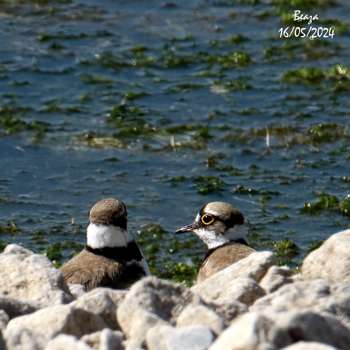 Little Ringed Plover - ML620031900