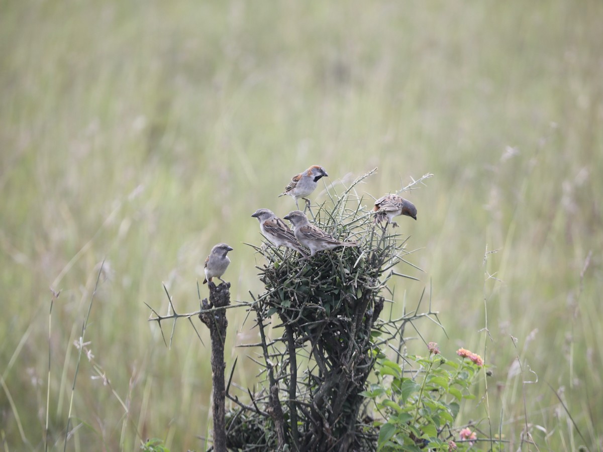 Kenya Rufous Sparrow - Darby Nugent