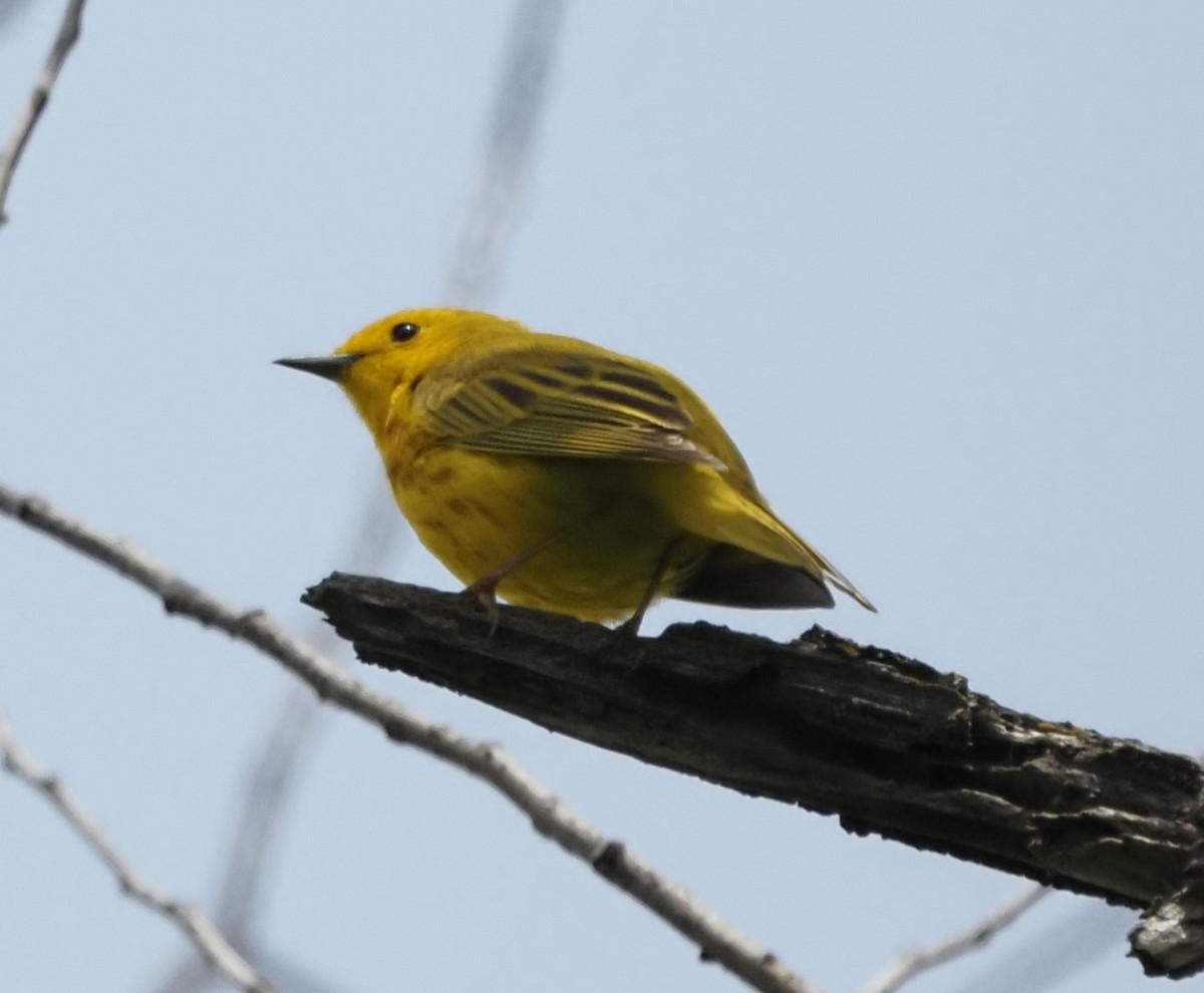 Paruline jaune - ML620031912