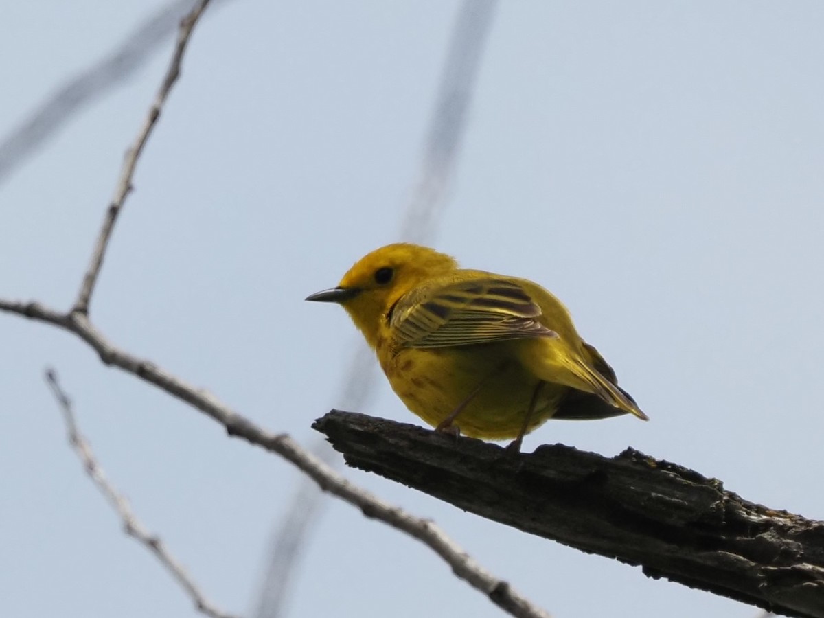 Yellow Warbler - ML620031913