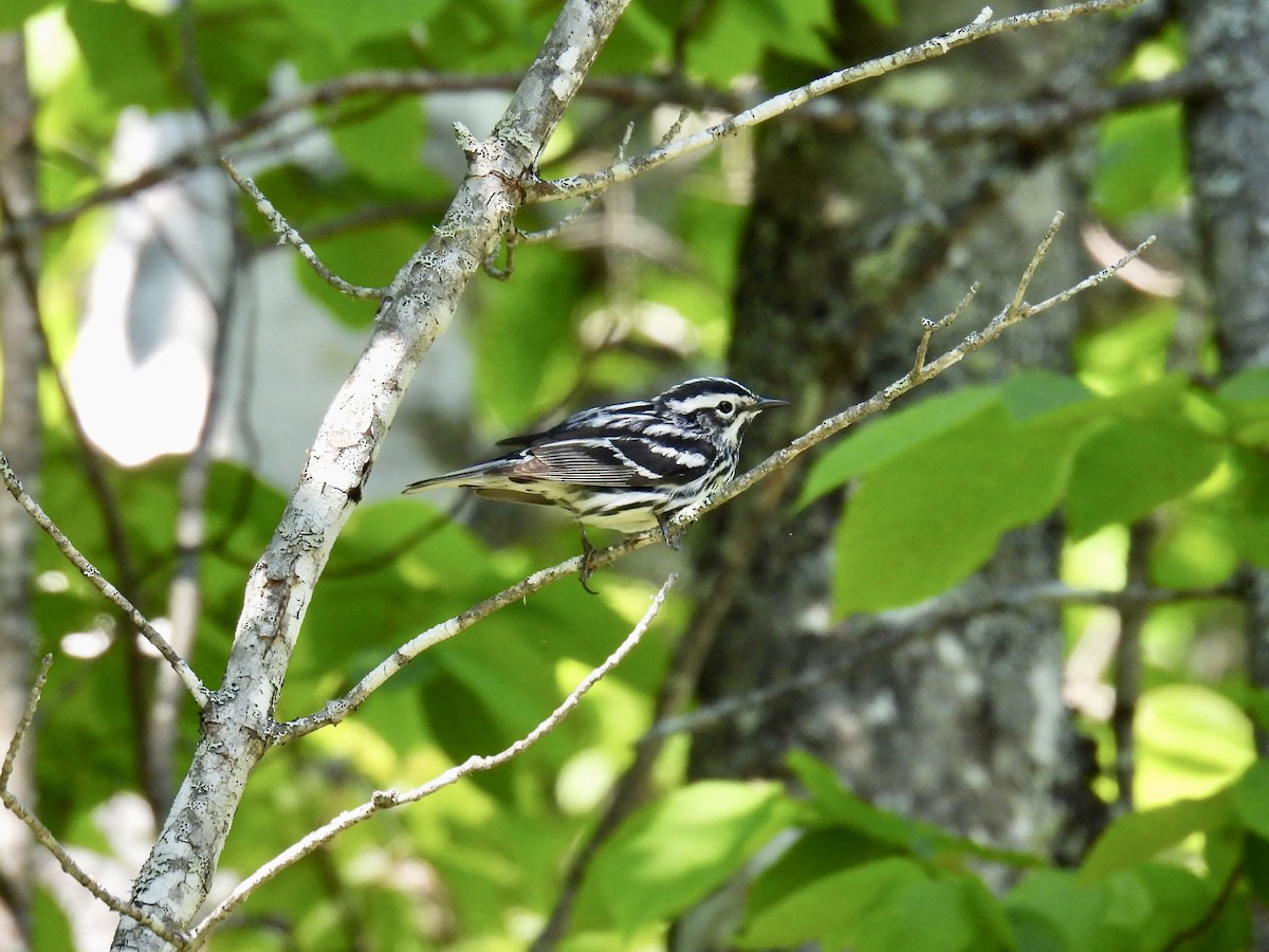 Black-and-white Warbler - ML620031914
