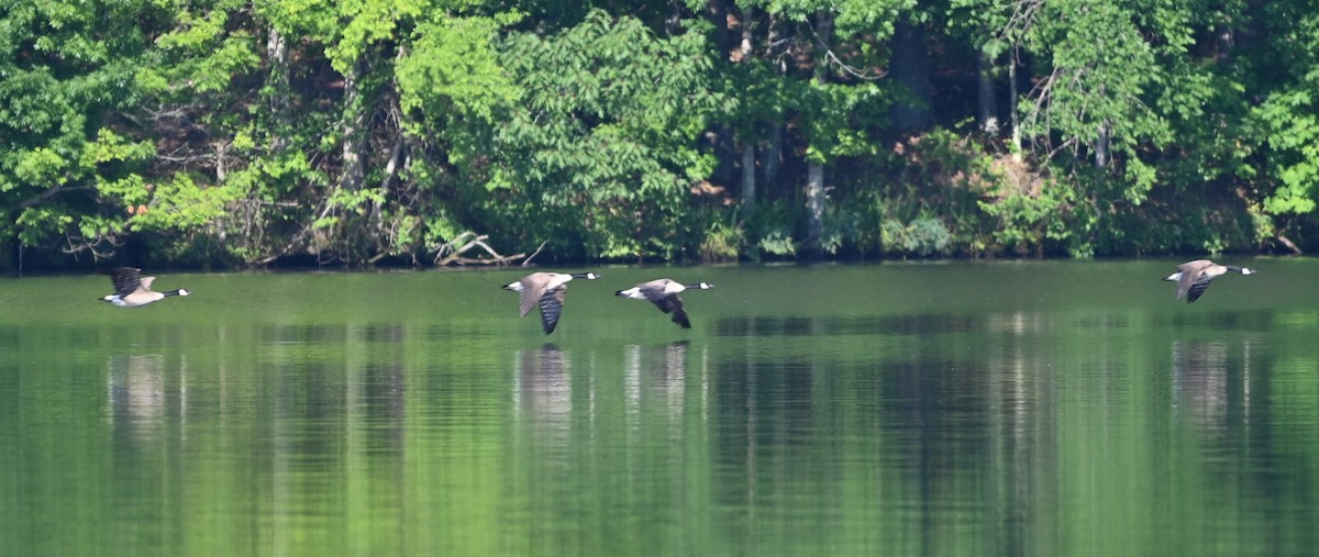 Branta kanadar handia - ML620031916