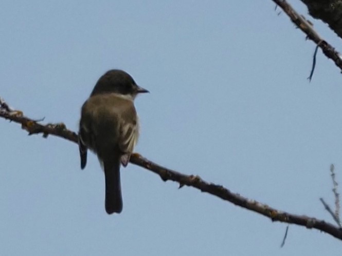 passerine sp. - Lyn Boorman