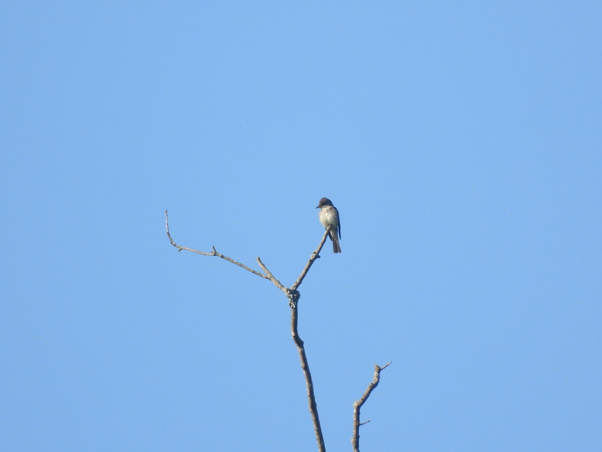 Eastern Wood-Pewee - ML620031925