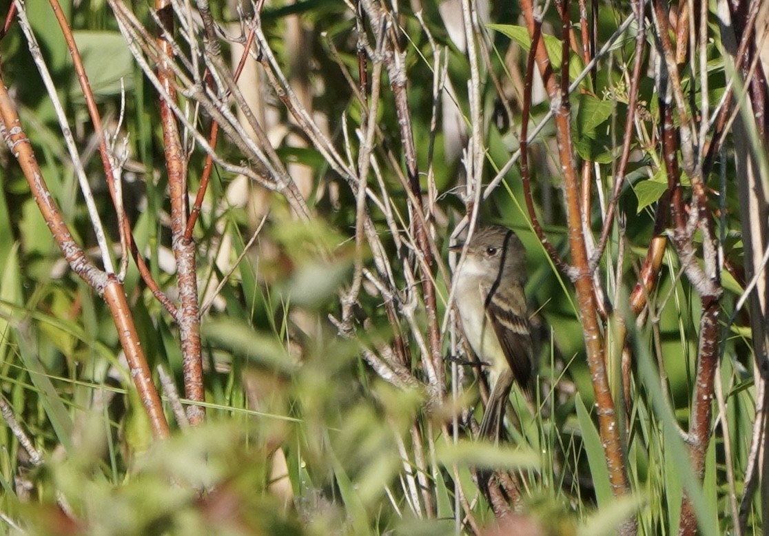 Willow Flycatcher - ML620031932