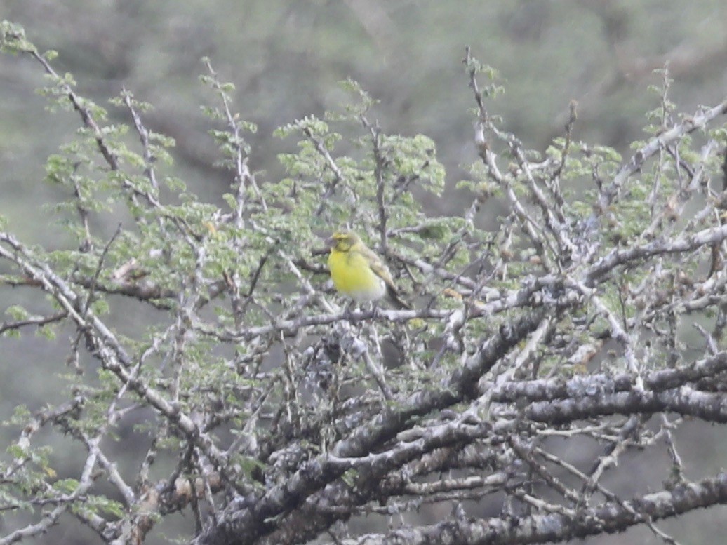 White-bellied Canary - ML620031938