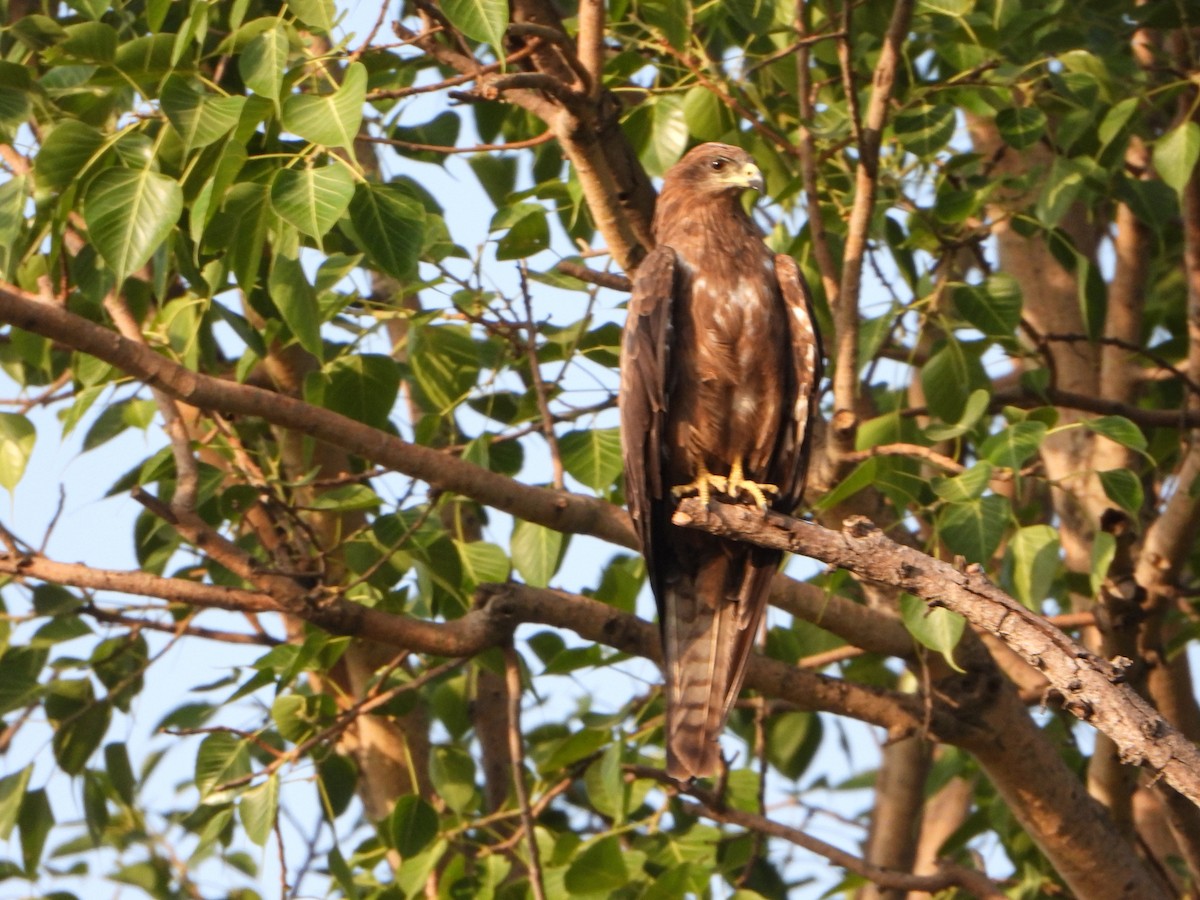 Black Kite - ML620031939