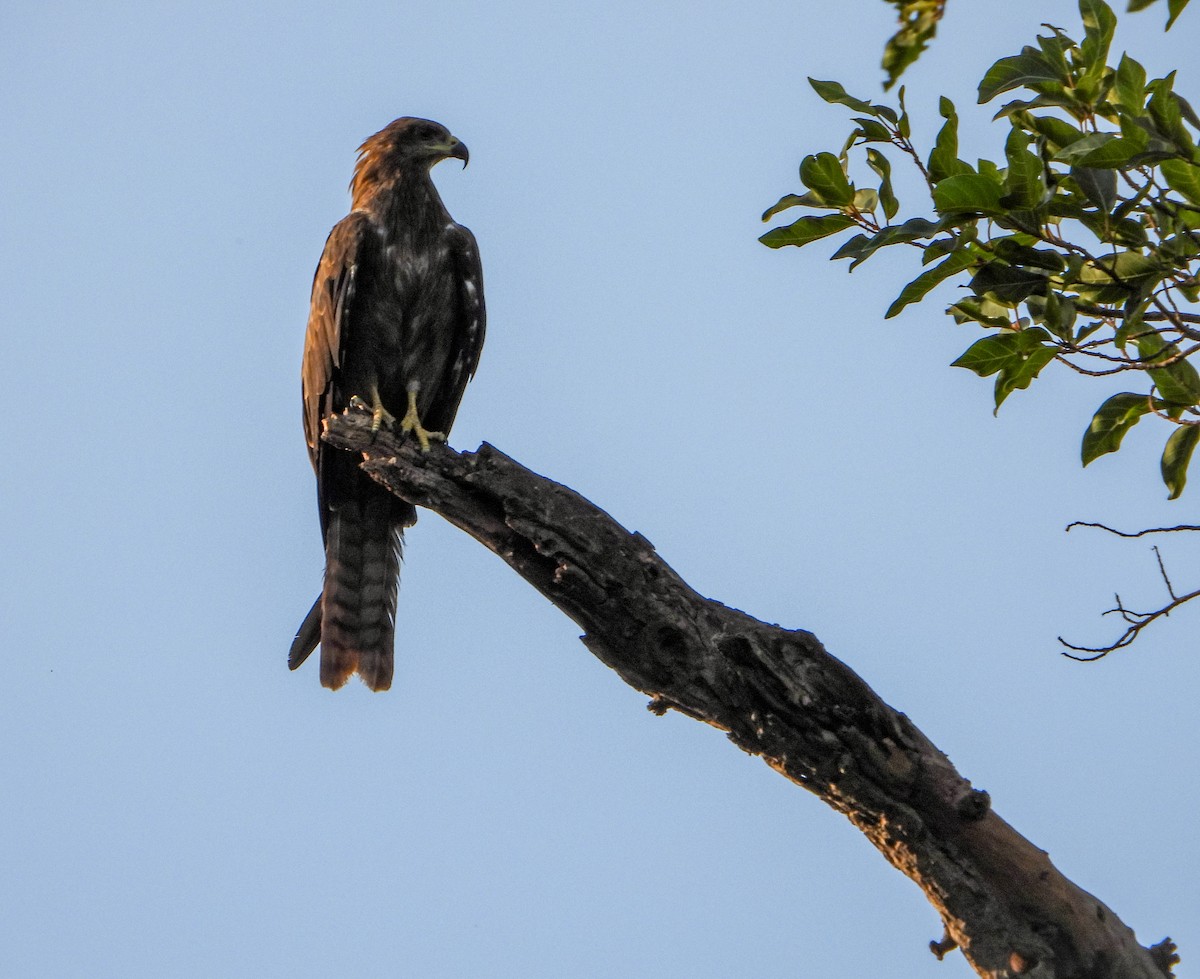 Black Kite - ML620031942