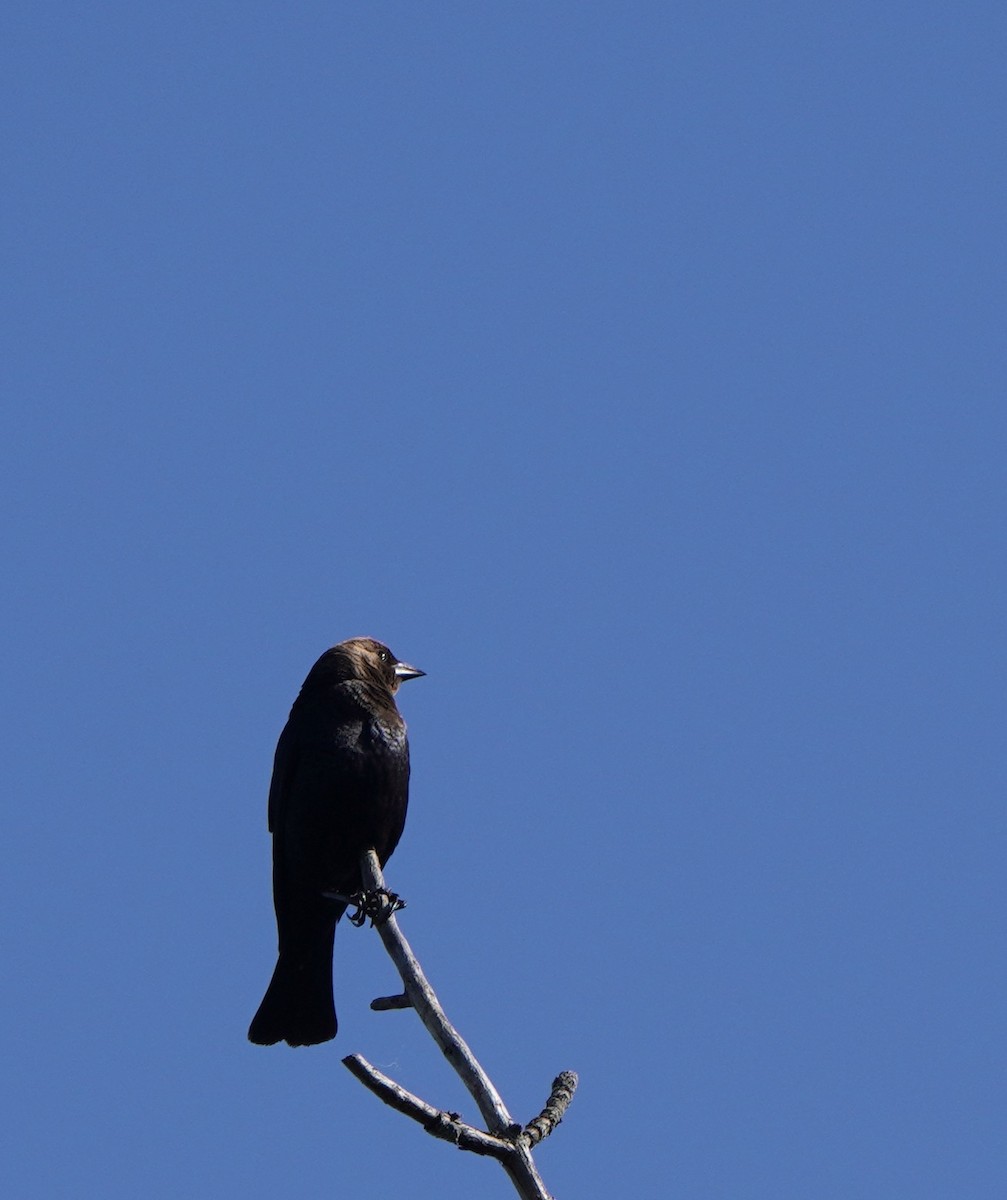 Brown-headed Cowbird - ML620031947