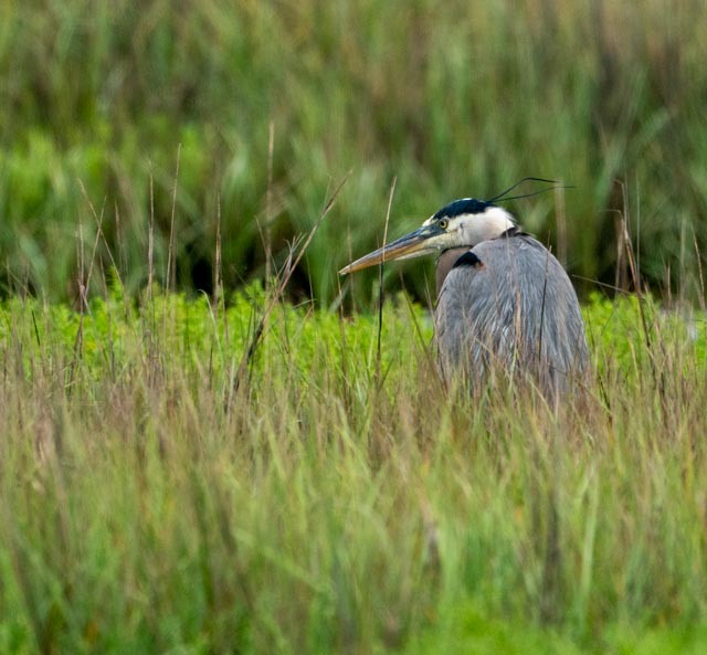 Garza Azulada - ML620031948