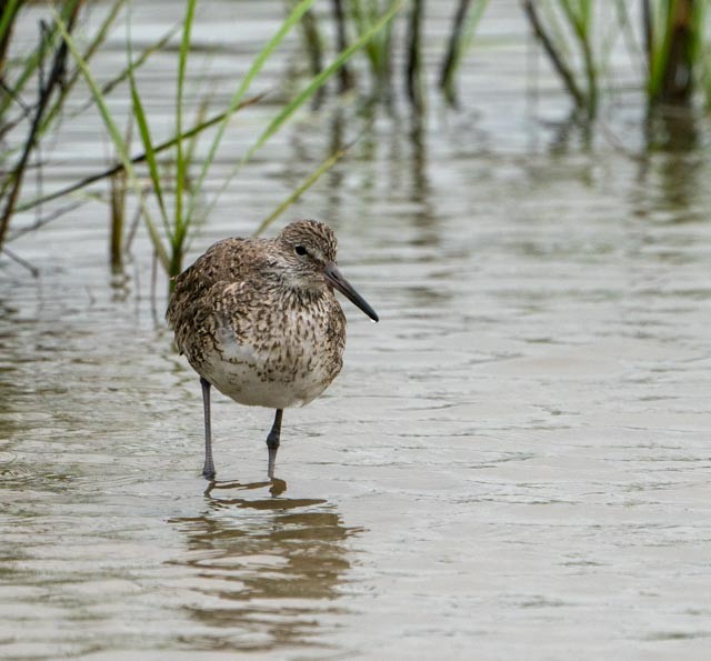 Willet - ML620031952