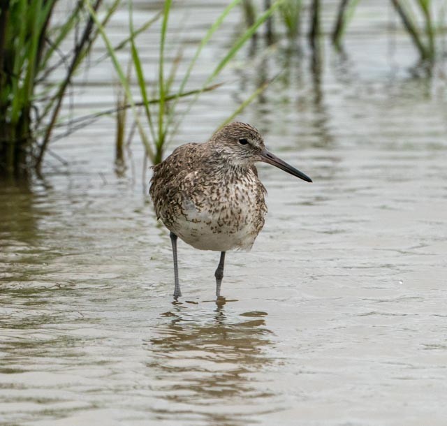 Willet - ML620031953