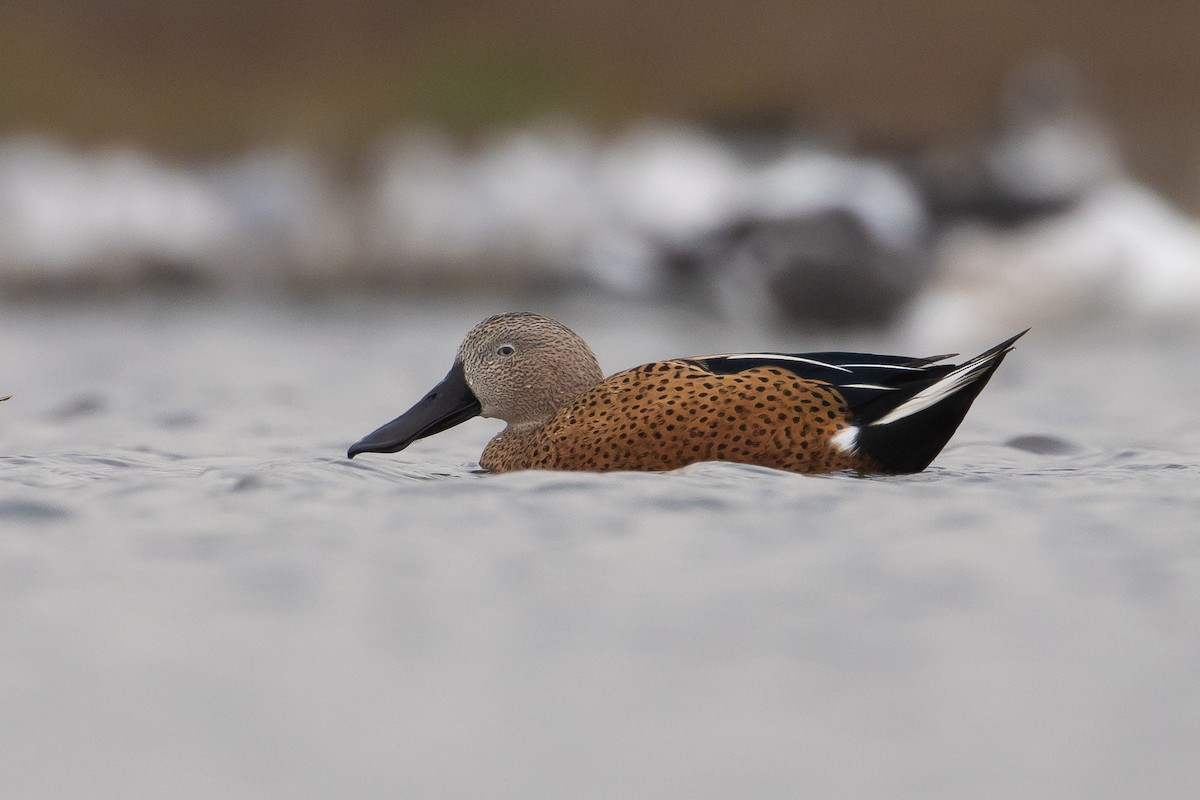 Red Shoveler - ML620031963