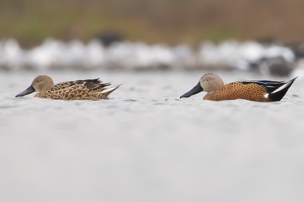 Red Shoveler - ML620031966