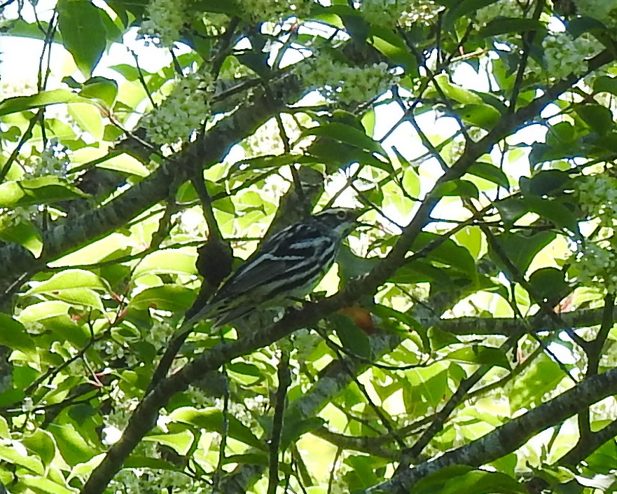 Black-and-white Warbler - ML620031980