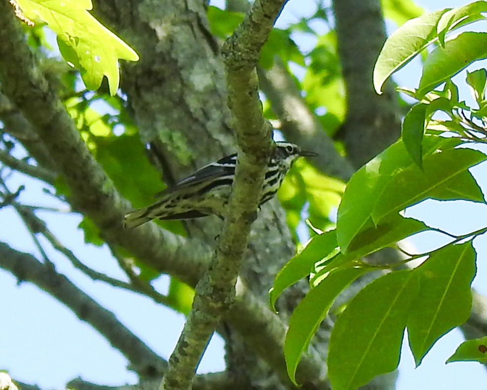 Black-and-white Warbler - ML620031981