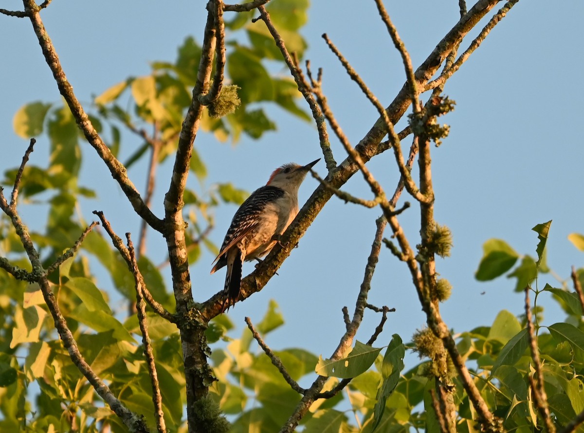 Red-bellied Woodpecker - ML620031995