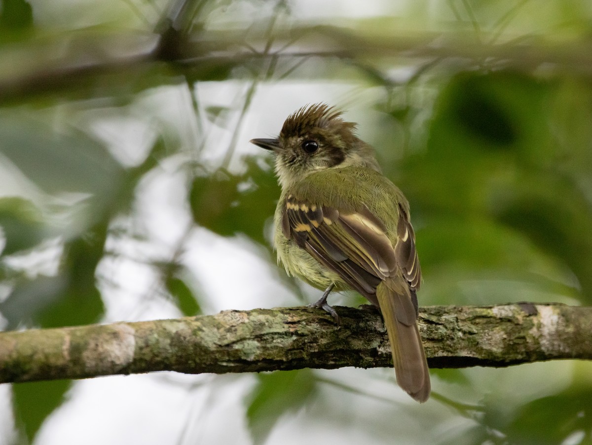 Sepia-capped Flycatcher - ML620032009