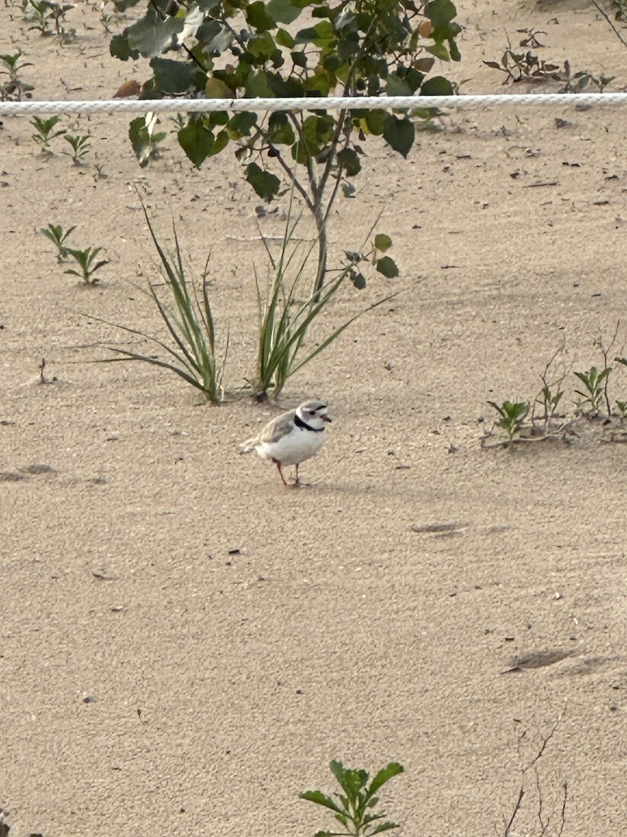 Piping Plover - ML620032042