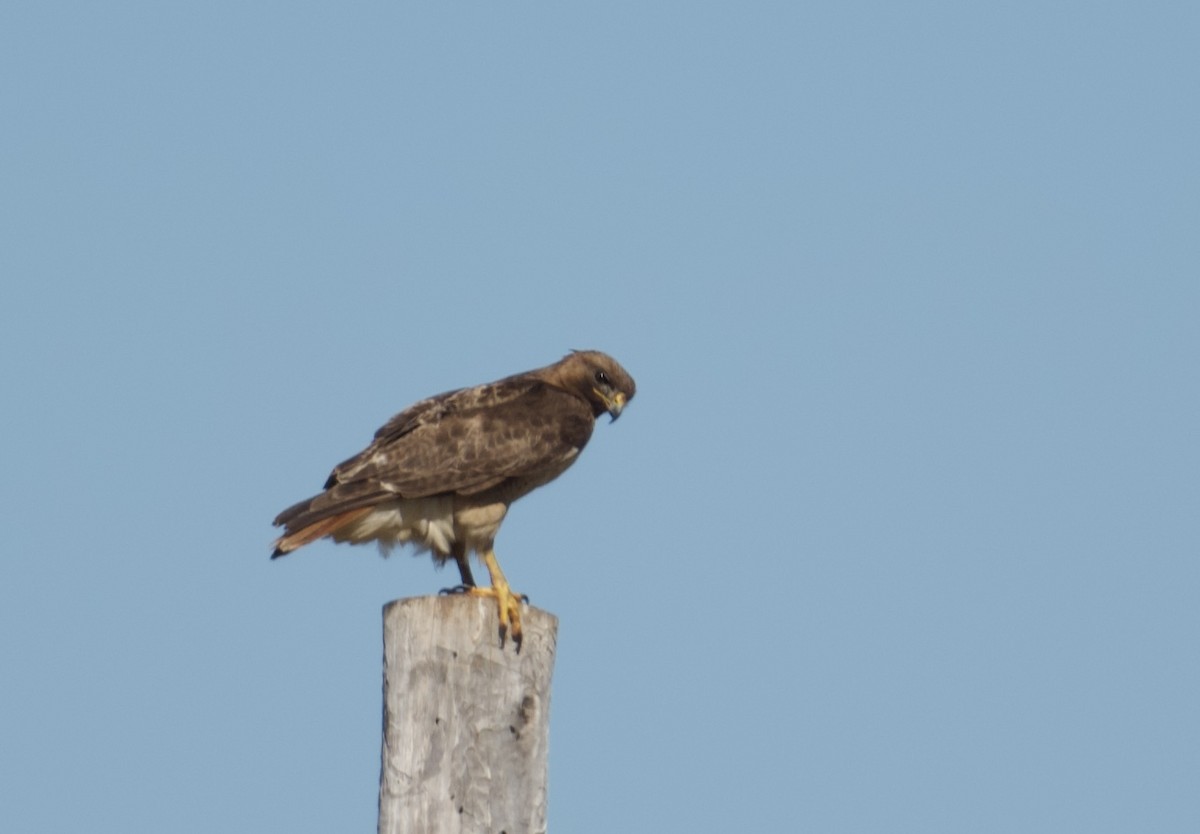 Red-tailed Hawk - ML620032048