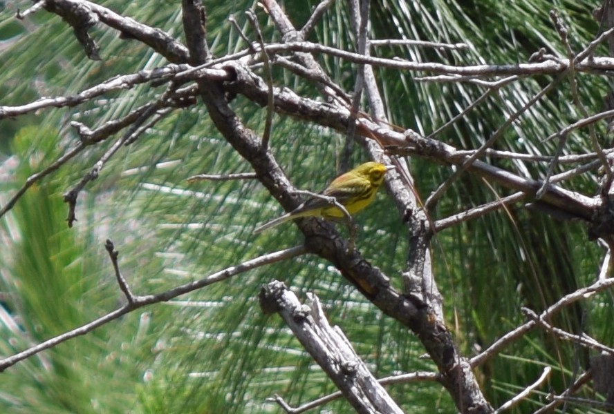 Prairie Warbler - ML620032055