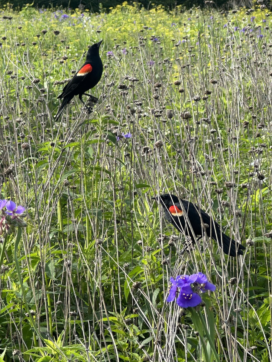 Red-winged Blackbird - ML620032101