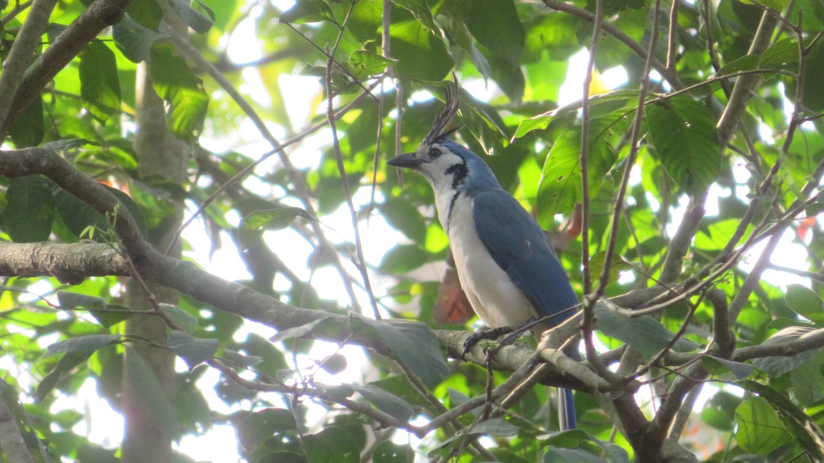 White-throated Magpie-Jay - ML620032119